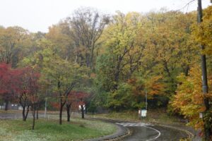 旭山の紅葉2025年10月28日19第2駐車場入口