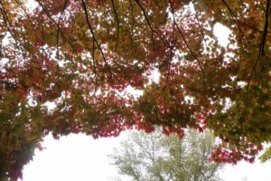 旭山の紅葉2025年10月28日17旭山でいちばんきれいに色づくヤマモミジ下から
