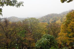 旭山の紅葉2025年10月28日18山紅葉坂から藻岩山を望む