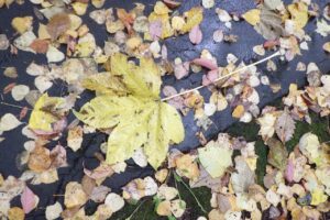 旭山の紅葉2025年10月28日20ハウチワカエデ落葉