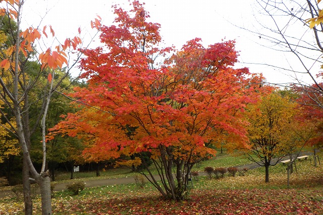 ハウチワカエデ