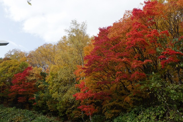 旭山記念公園で一番きれいなヤマモミジ