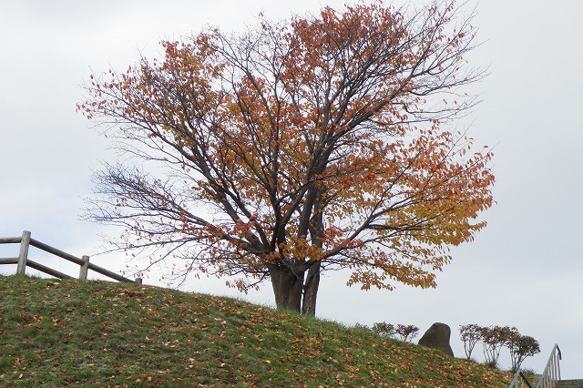 展望台の一本桜一本桜