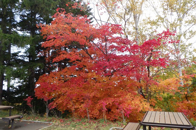 展望台ハウチワカエデ