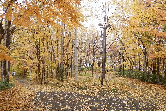 2025年10月31日森の家坂と記念樹の森