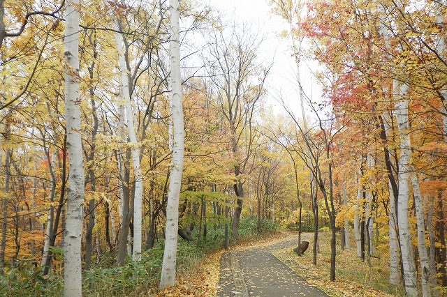 2025年10月31日記念樹の森北側から