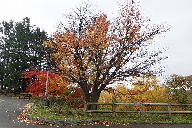 2025年10月31日展望台一本桜
