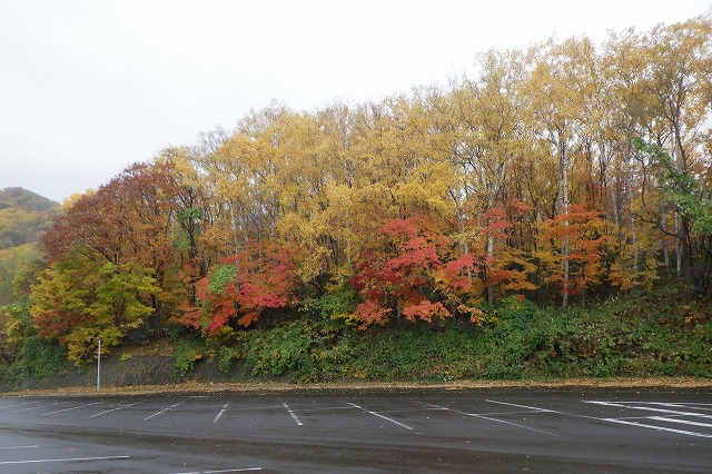 2025年10月31日第1駐車場西側斜面