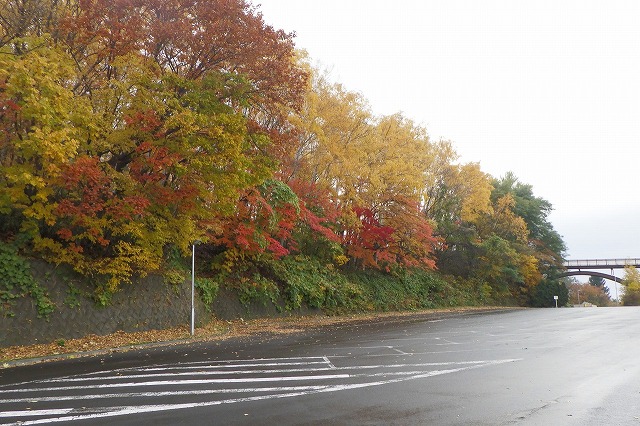 2025年10月31日第1駐車場西側斜面とアーチ橋