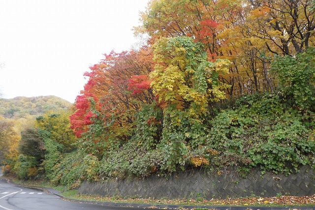 2025年10月31日第1駐車場入口のヤマモミジ駐車場内側から