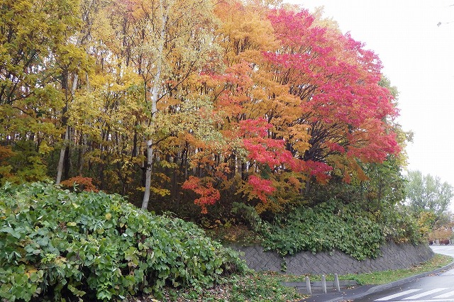 旭山の紅葉2025年10月31日第1駐車場入口のヤマモミジ道路側から