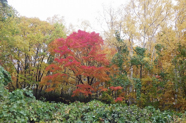 2025年10月31日旭山でいちばんきれいに色づく