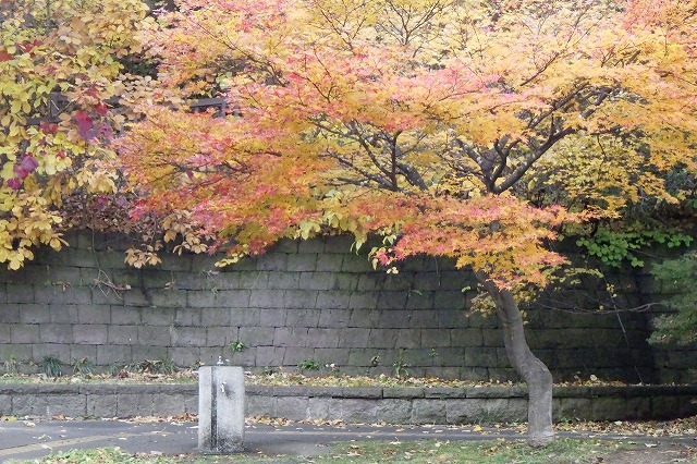 2025年10月31日第2駐車場トイレ前のヤマモミジ