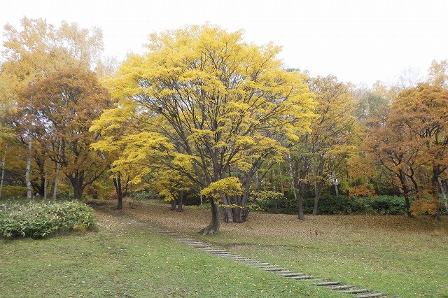 2025年10月31日遊具広場のイタヤカエデ