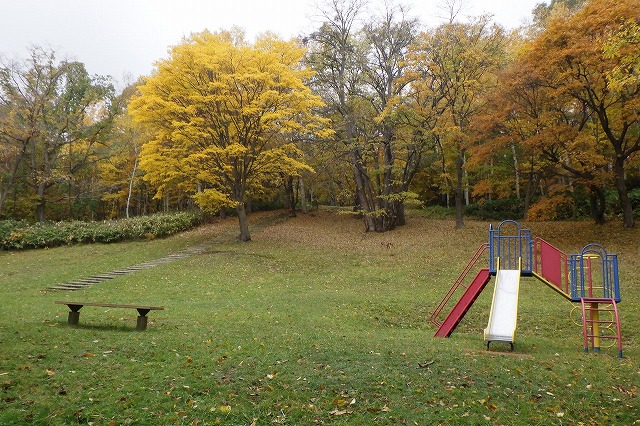 2025年10月31日遊具広場のイタヤカエデとすべり台