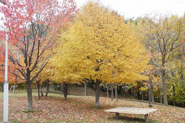 2025年10月31日新桜並木のアズキナシ