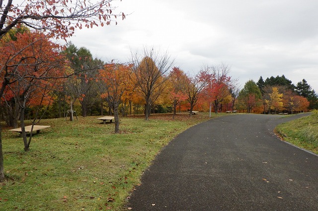 2025年10月31日新桜並木西側から