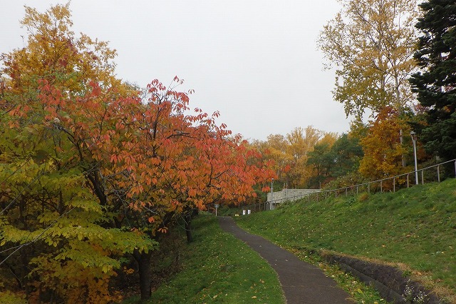2025年10月31日八重桜並木