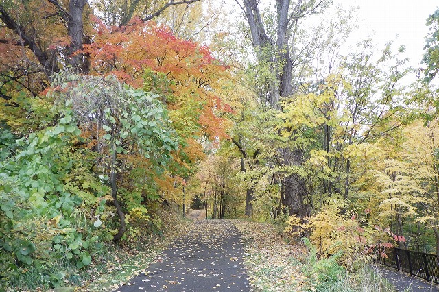 2025年10月31日森の家坂北側から
