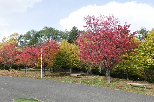 2025年10月23日紅葉の状況(新桜並木)