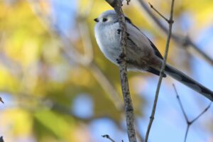 シマエナガ2025年10月20日