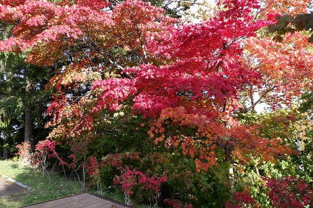 2025年10月19日紅葉の状況(展望台ハウチワカエデ)