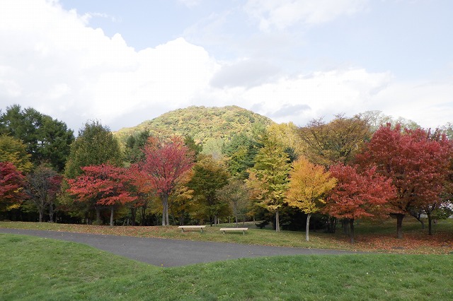 2025年10月23日紅葉の状況(新桜並木と円山)