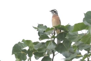 ホオジロ雄20225年10月12日