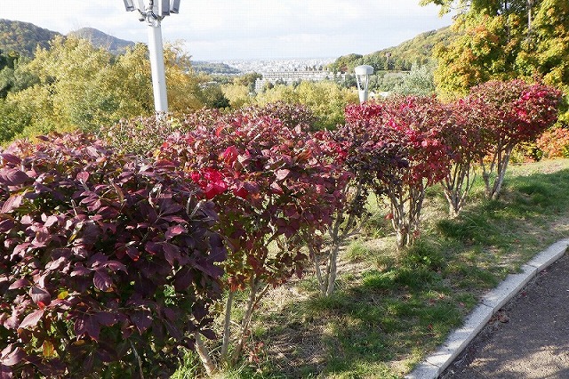 2025年10月19日紅葉の状況(展望台ニシキギ)