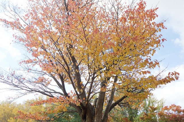 2025年10月29日紅葉の状況 (展望台一本桜)