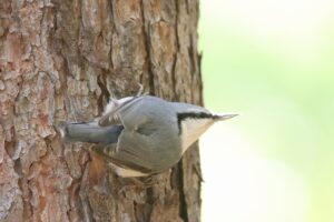 ゴジュウカラ2025年10月20日