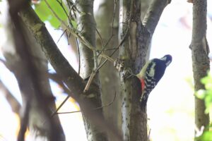 アカゲラ雄2025年10月20日