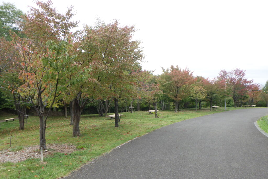 2025年10月12日紅葉の状況（新桜並木）