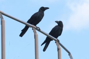 ハシブトガラス2025年10月6日