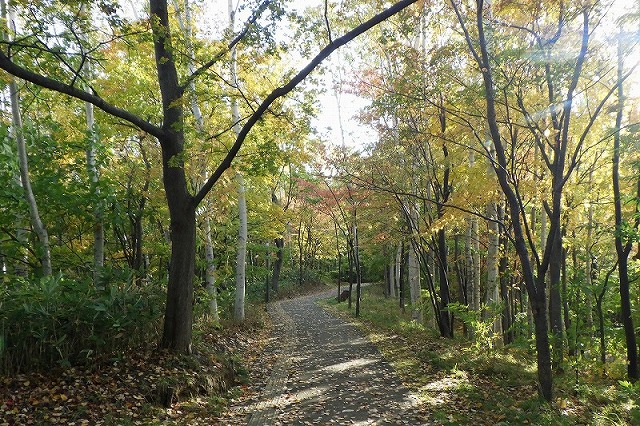 2025年10月19日紅葉の状況(記念樹の小径)