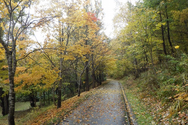 2025年10月29日紅葉の状況 (巨木の谷通りカツラ)