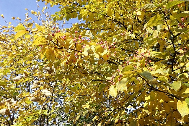 2025年10月19日紅葉の状況(新桜並木アズキナシの実)