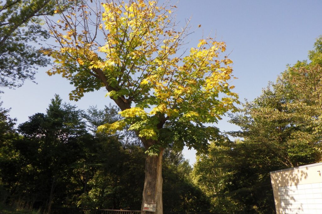 ハリギリと看板