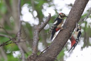 アカゲラ雄2羽2025年10月12日