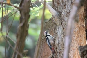 オオアカゲラ雄2025年10月20日