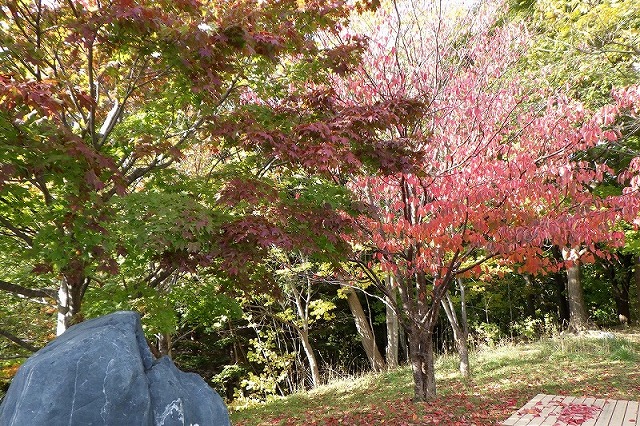 2025年10月19日紅葉の状況(寺田京子句碑近く)