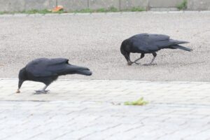 ハシボソガラス2025年10月12日オニグルミを食べる