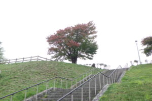 2025年10月12日紅葉の状況（展望台一本桜）