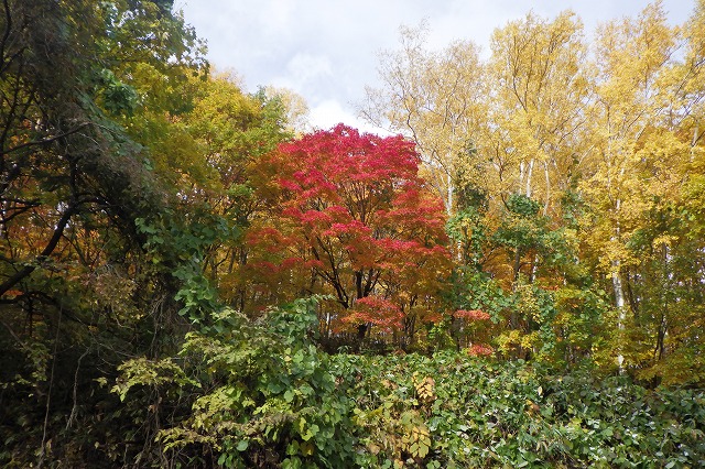 2025年10月29日紅葉の状況 (旭山で一番きれいなヤマモミジ)