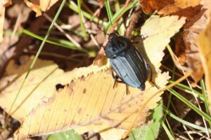 ヒラタシデムシ2025年10月20日