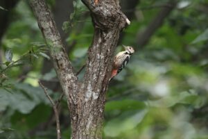 オオアカゲラ雄2025年10月6日