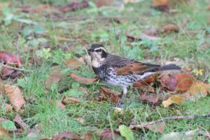 ツグミ2025年10月26日