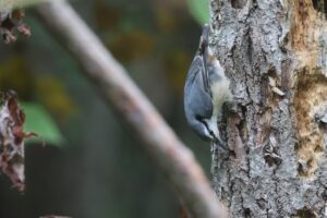 ゴジュウカラ2025年10月6日