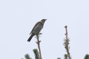 ツグミ2025年10月20日