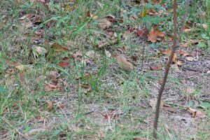ホオジロ2025年10月12日2